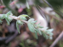 Crassula colorata