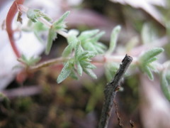 Crassula colorata