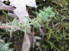 Crassula colorata