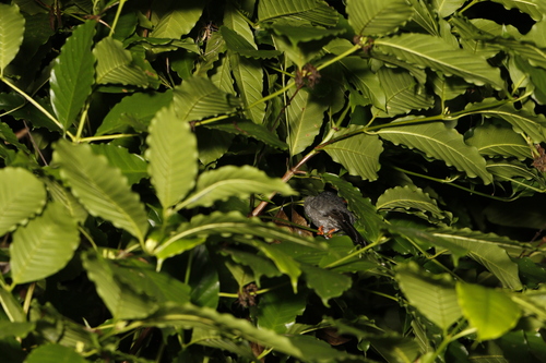 Square-tailed Bulbul (Hypsipetes ganeesa), photo 7
