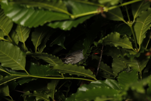 Square-tailed Bulbul (Hypsipetes ganeesa), photo 8