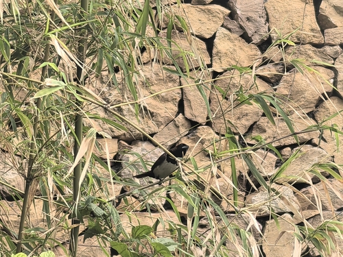 Lonchura leucogastroides