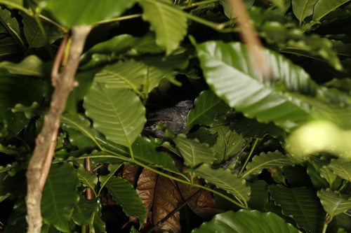 Square-tailed Bulbul (Hypsipetes ganeesa), photo 9