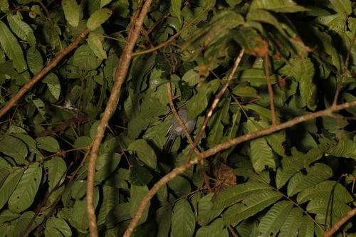 Square-tailed Bulbul (Hypsipetes ganeesa), photo 10