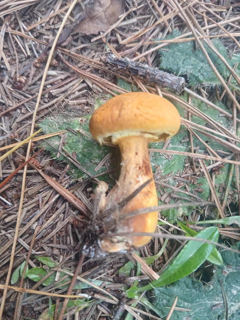 Suillus grevillei · February 2026 · photo: © claire_grace83 (iNaturalist, cc-by)