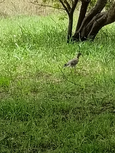 Spotted Thick-knee (Burhinus capensis), photo 7