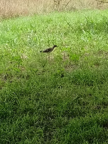 Spotted Thick-knee (Burhinus capensis), photo 8