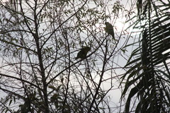 Amazona ochrocephala