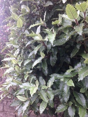 Olearia × macrodonta