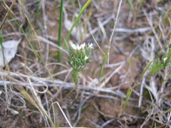 Rhodanthe pygmaea