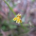 Goodenia pusilliflora - Photo (c) Alan Dandie, osa oikeuksista pidätetään (CC BY-NC), lähettänyt Alan Dandie