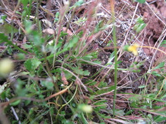 Goodenia pusilliflora