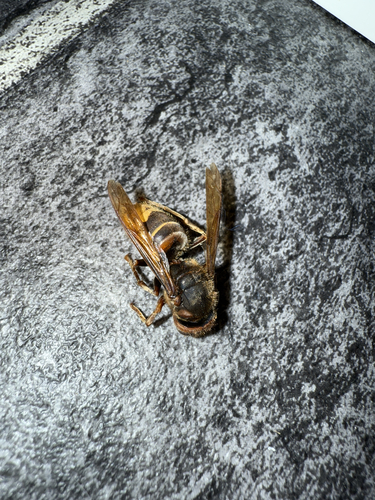 European Hornet