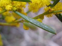 Acacia sclerophylla