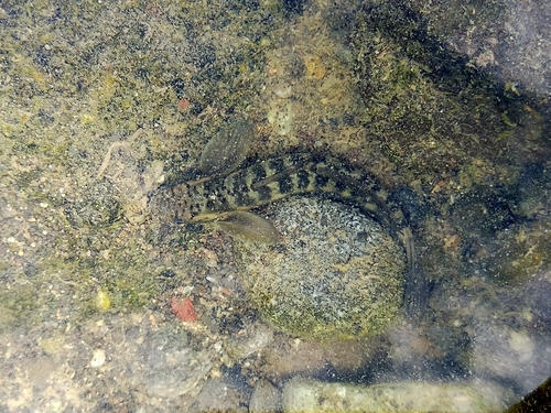 Japanese rock-climbing goby (Sicyopterus japonicus) — Gobiidae — 5
