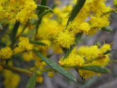 Acacia sclerophylla