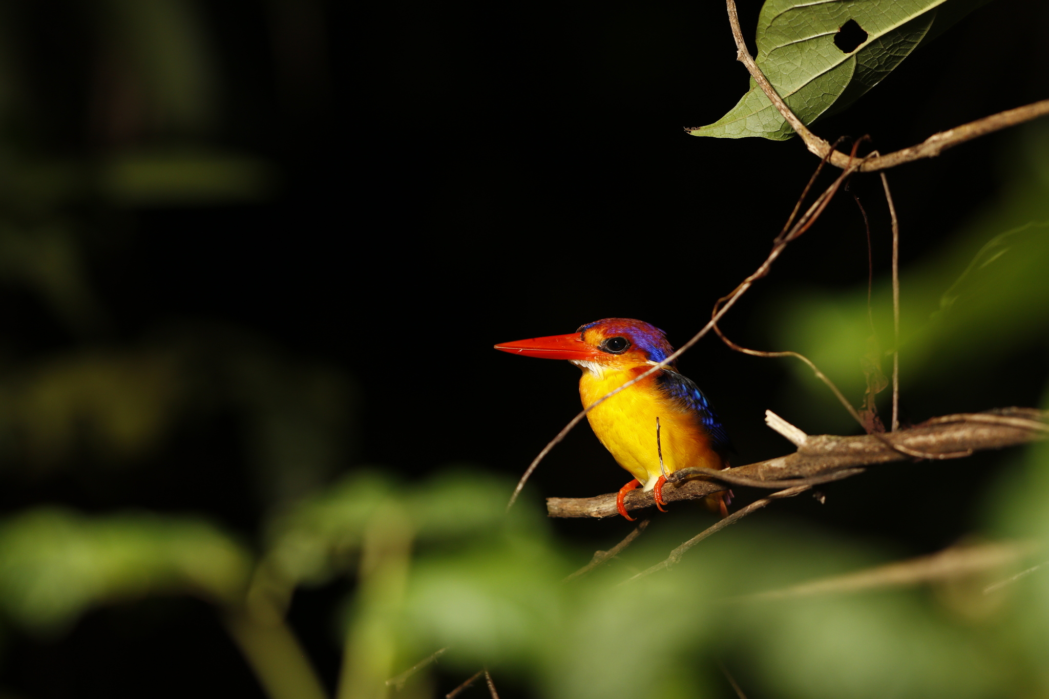 Black-backed Dwarf Kingfisher (Ceyx erithaca), photo 1