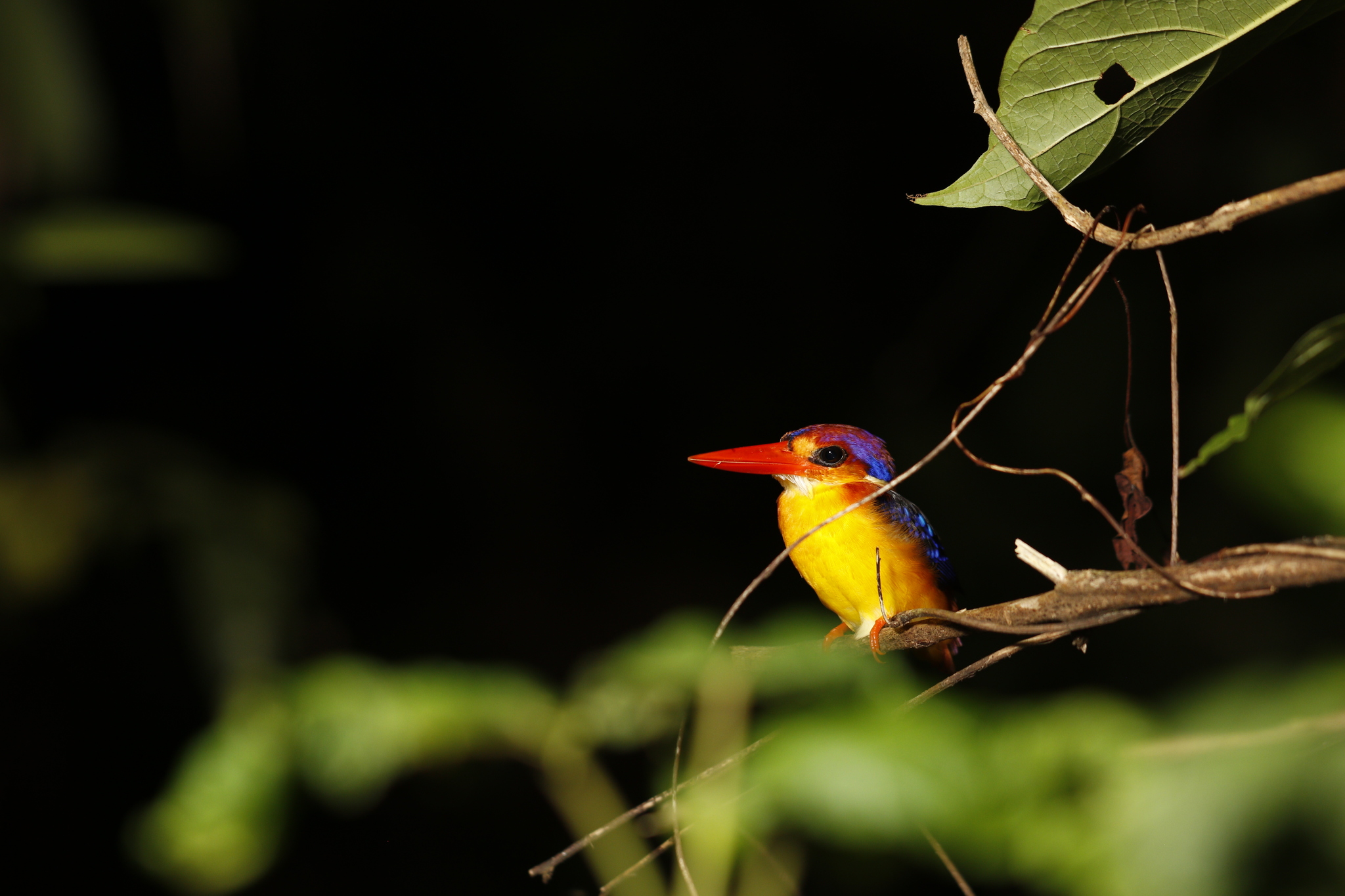 Black-backed Dwarf Kingfisher (Ceyx erithaca), photo 2