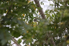 Arremonops conirostris