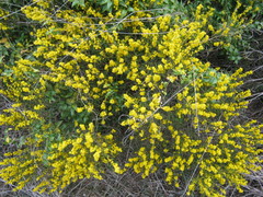 Acacia sclerophylla