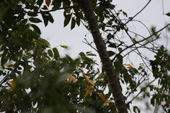 Arremonops conirostris