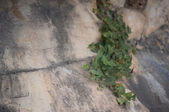 Aristolochia wrightii