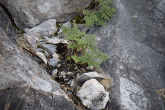 Cheilanthes leucopoda