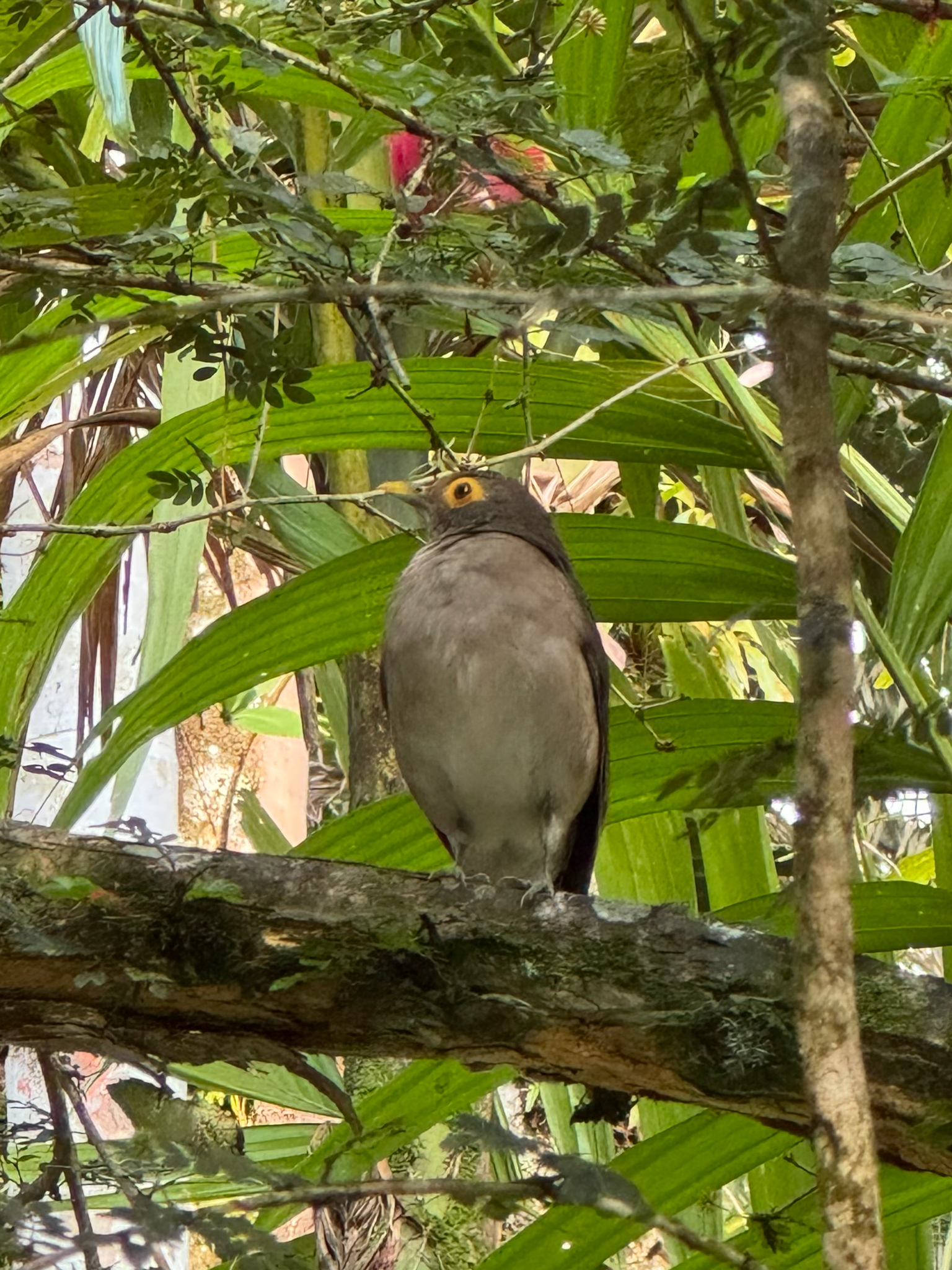 Spectacled Thrush (Turdus nudigenis), photo 5