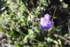 Ageratum tehuacanum