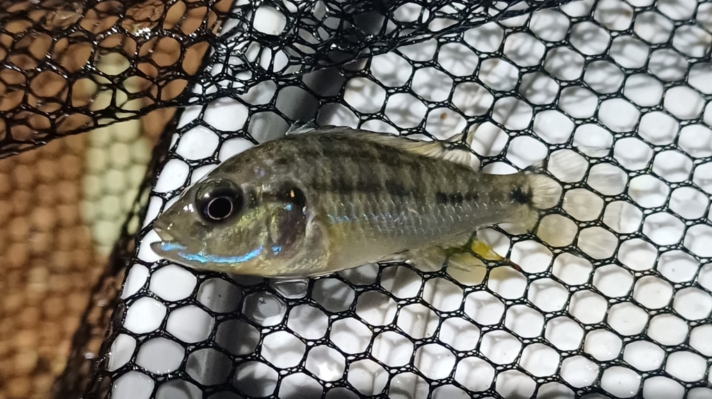 Southern mouthbrooder (Pseudocrenilabrus philander) — Cichlidae