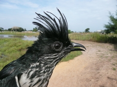 Clamator levaillantii