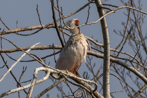 Crested Ibis