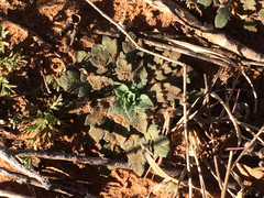 Lepidium lasiocarpum wrightii