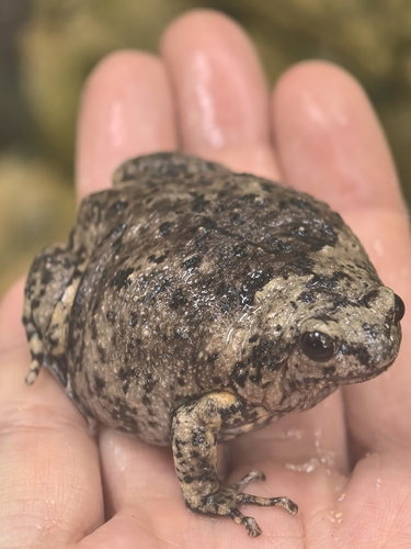 Kaloula baleata