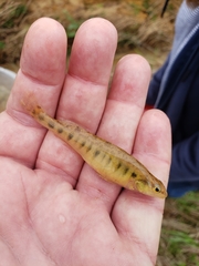 Percina nigrofasciata