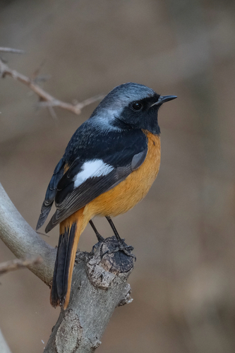 Daurian Redstart