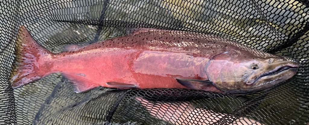 Chinook Salmon