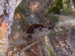 Chelidonura