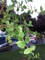 Quillaja saponaria