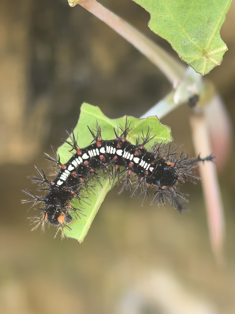 Ariadne ariadne (Ariadne ariadne)