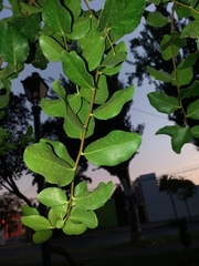 Quillaja saponaria