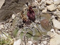 Thelocactus hexaedrophorus hexaedrophorus