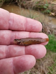 Etheostoma edwini