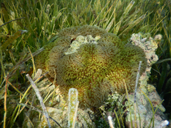 Stichodactyla helianthus image