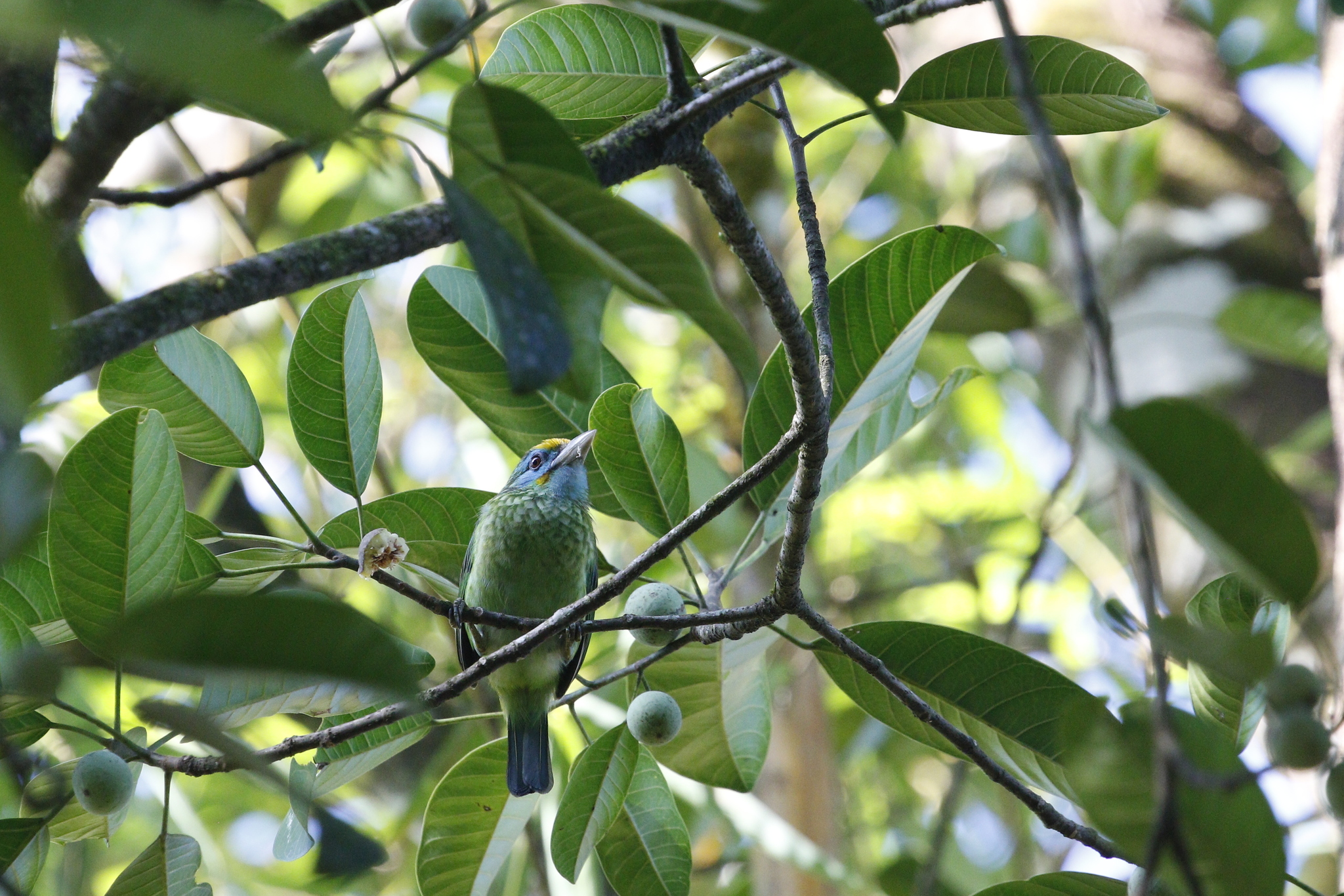 Yellow-fronted Barbet (Psilopogon flavifrons), photo 7
