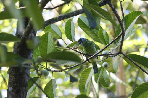 Yellow-fronted Barbet (Psilopogon flavifrons), photo 10