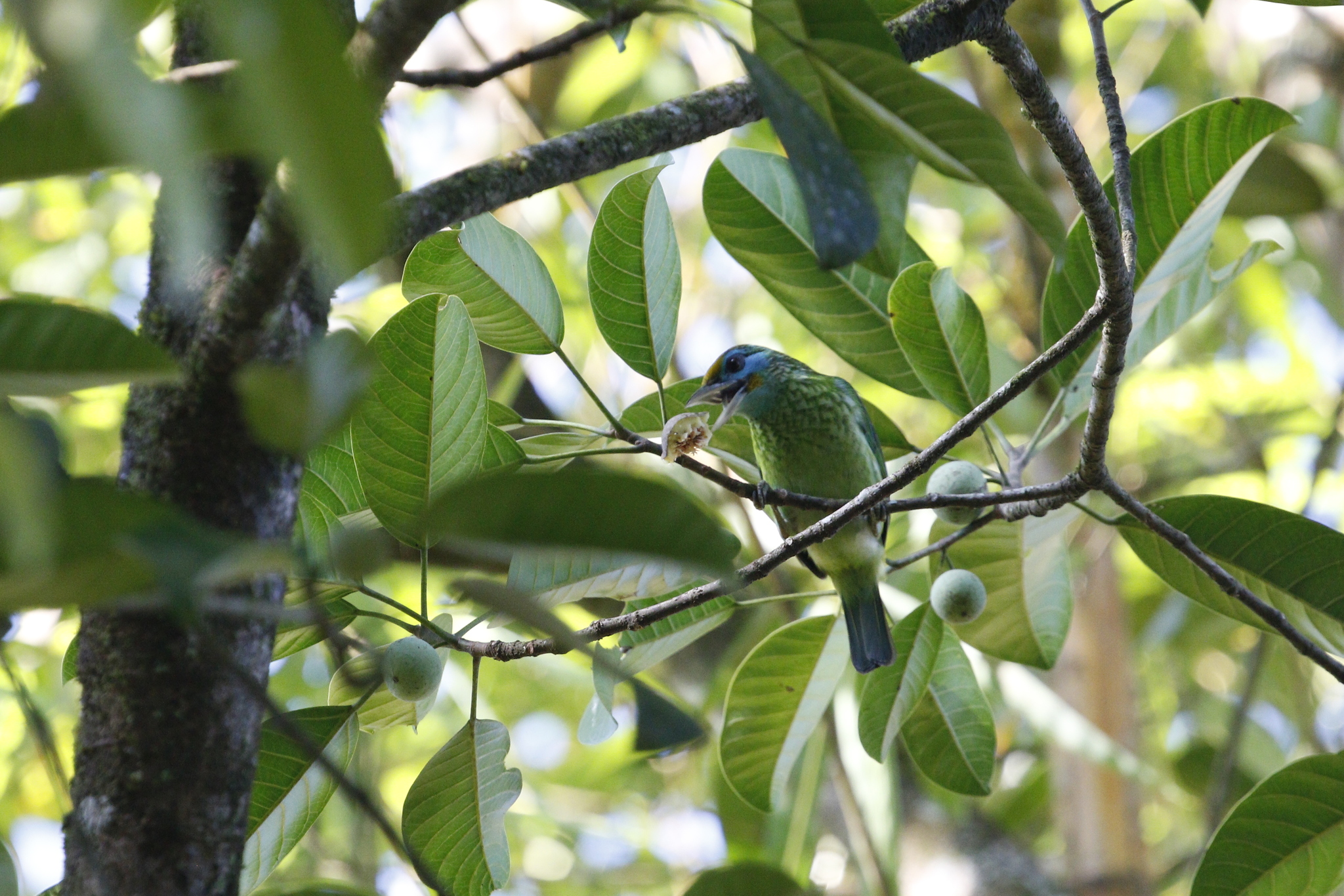 Yellow-fronted Barbet (Psilopogon flavifrons), photo 8