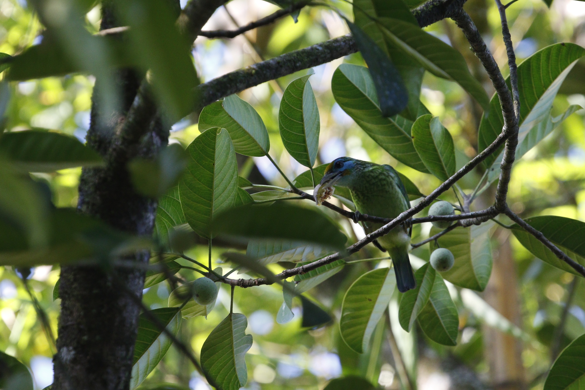 Yellow-fronted Barbet (Psilopogon flavifrons), photo 9