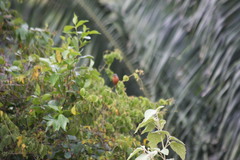 Sporophila minuta
