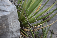Agave albomarginata